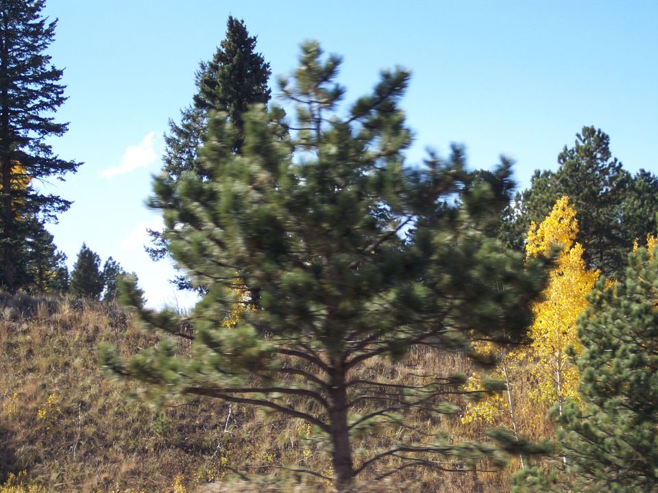 Pine trees and yellow autumn leaves under a blue sky