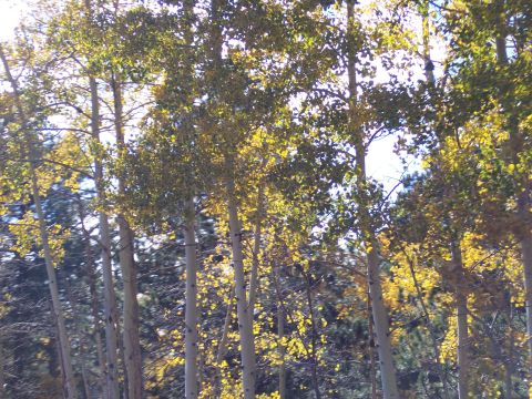 1972 Ford Ranchero - Sunlight filters through the leaves of aspen trees during autumn.