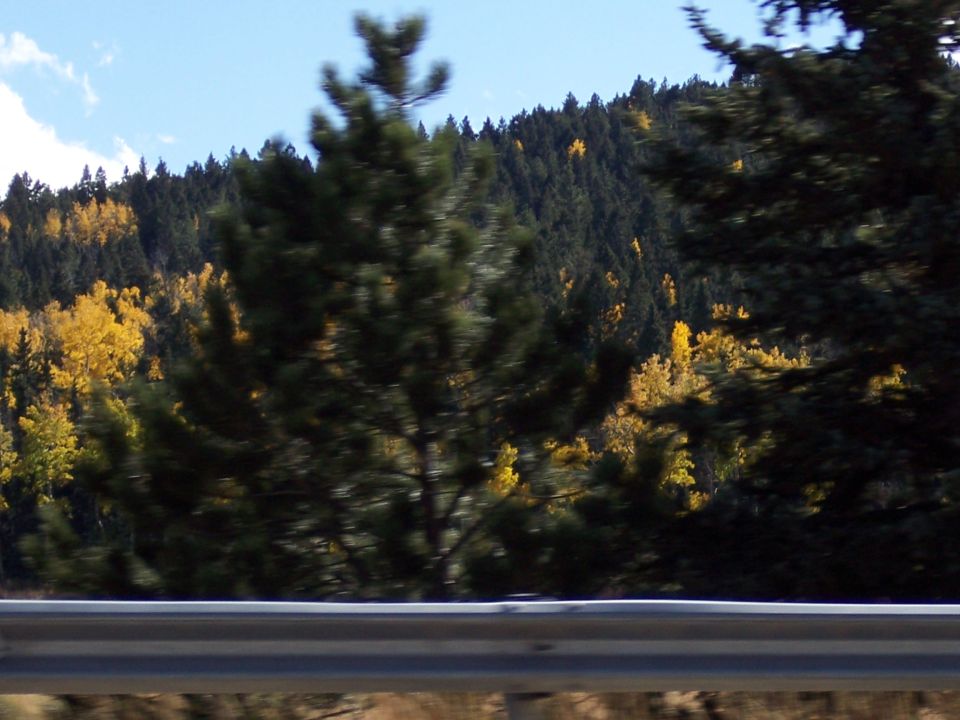 Mountain slope with dark green and yellow trees under a blue sky