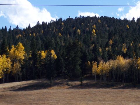 1972 Ford Ranchero - A mountain slope displays a mix of evergreen and deciduous trees showing autumn colors under a partly cloudy sky.