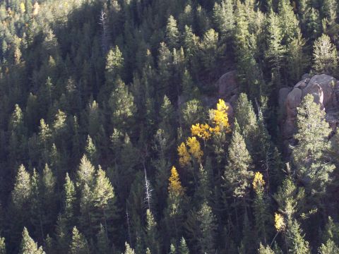 1972 Ford Ranchero - A hillside covered in evergreen trees is dotted with bright yellow aspen trees in autumn.