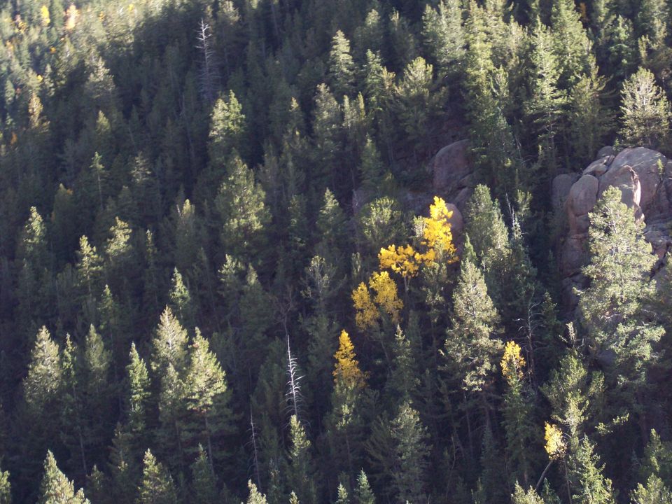 Evergreen forest hillside with yellow fall aspens and granite rock outcrops