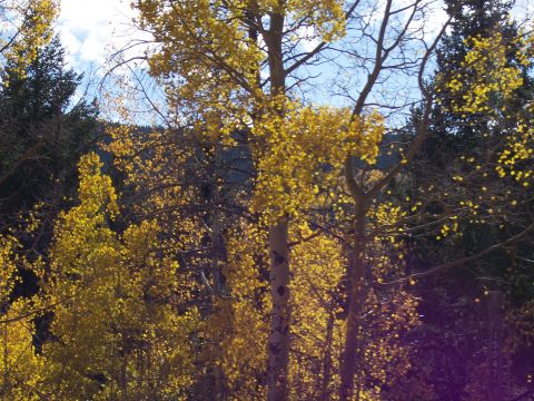 1972 Ford Ranchero - Autumn foliage of aspen trees with a hint of evergreen trees in the background.
