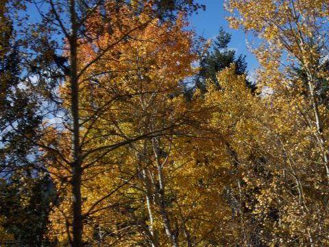 1972 Ford Ranchero - Autumn foliage in a forest scene with a clear blue sky overhead.