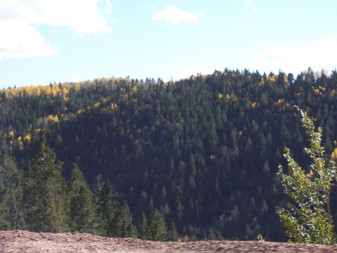 1972 Ford Ranchero - A view of a hillside covered in dense evergreen trees, with some deciduous trees showing autumn colors.