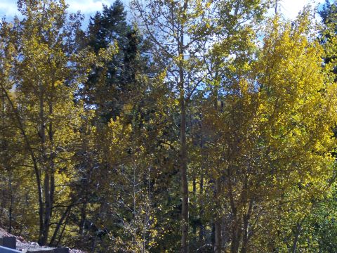 1972 Ford Ranchero - Autumn foliage with yellow leaves on trees under a bright blue sky.