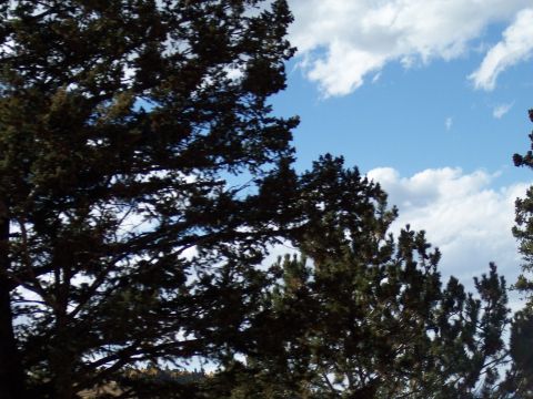1972 Ford Ranchero - A view of trees and sky, with fluffy white clouds scattered across the blue expanse.