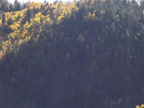 1972 Ford Ranchero - A hillside covered in a mix of evergreen and deciduous trees, some showing autumn colors.