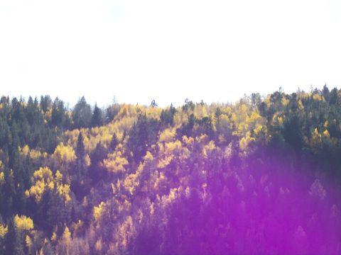 1972 Ford Ranchero - A hillside covered in trees displaying vibrant autumn colors, with a bright sky above.