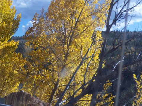 1972 Ford Ranchero - Autumn trees with yellow leaves against a blue sky and forested hillside.