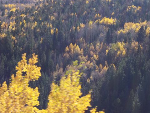 1972 Ford Ranchero - A dense forest displays autumn colors with vibrant yellow and dark green foliage under a bright sky.