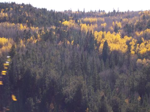 1972 Ford Ranchero - A hillside covered in a mix of evergreen and deciduous trees displays vibrant autumn colors.