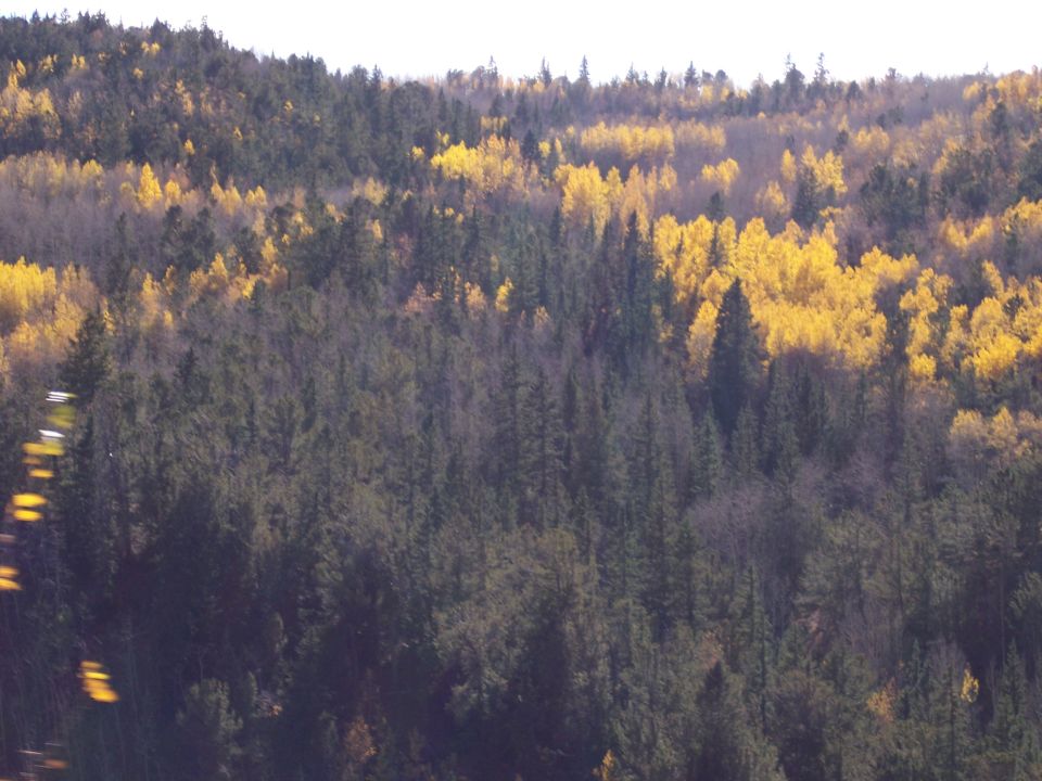 Forest scene with yellow and green trees in autumn