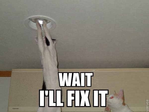 Cat attempting to fix a ceiling light fixture