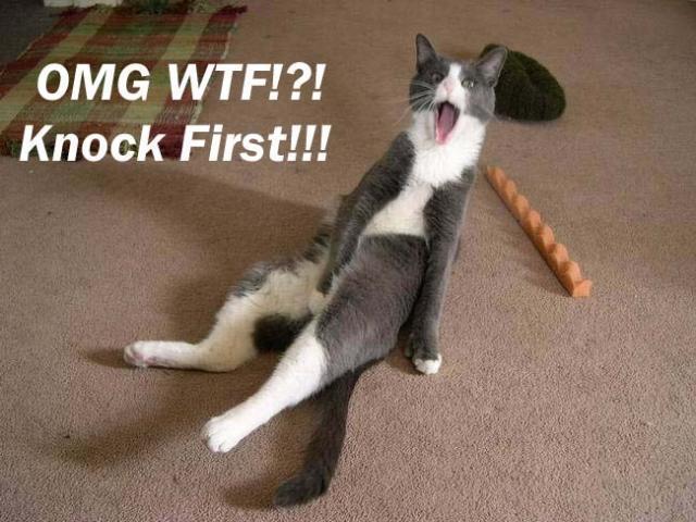 Gray and white cat yawning widely on carpet, text overlay says OMG WTF!?! Knock First!!!