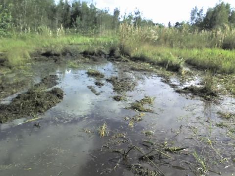 1995 Ford Bronco - A swampy area with murky water and overgrown plants under a cloudy sky.