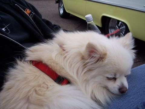 1972 Ford Ranchero - A fluffy white dog sleeps in front of a vintage yellow car with custom chrome wheels.