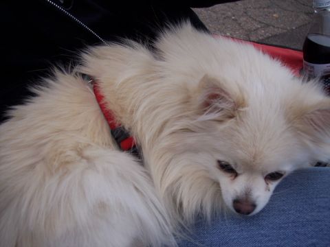 1972 Ford Ranchero - A fluffy white dog rests its head on a person's lap.