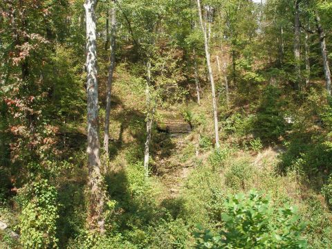 1998 Ford Crown Victoria - Wooded hillside scene with thin hardwood trunks, dense green undergrowth and a small stone or timber culvert in a gully at center. No vehic…