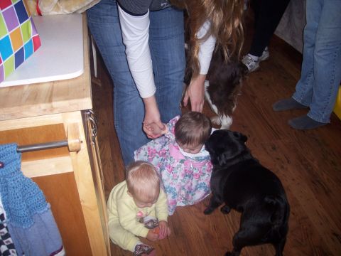 1972 Ford Ranchero - Babies and dogs interact on a wooden floor indoors.