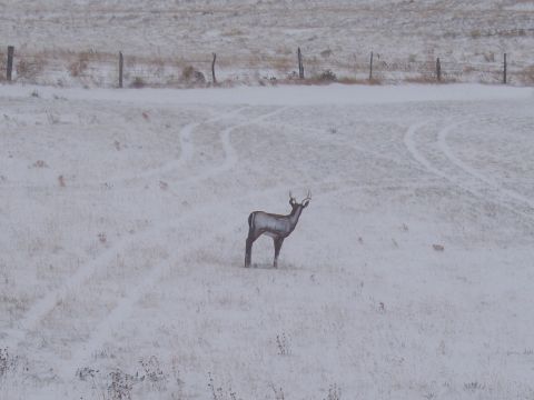 1972 Ford Ranchero - A lone deer stands in a snow-covered field, its tracks visible in the winter landscape.