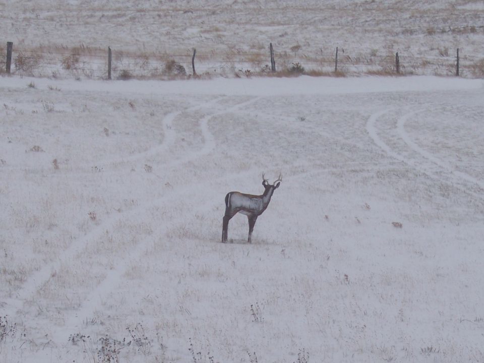 Deer standing in a snowy field with tracks
