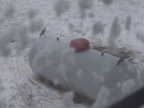 1972 Ford Ranchero - Two propane tanks are visible in a snowy outdoor scene, with birds perched on top of them.