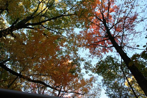 Trees with colorful autumn leaves against a blue sky, with a dark railing in the foreground