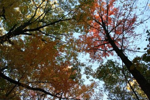 1992 Jeep Cherokee - Autumn leaves display vibrant colors against the clear blue sky.