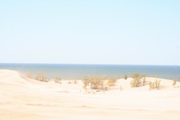 sand dunes with sparse trees next to a body of water under a clear sky