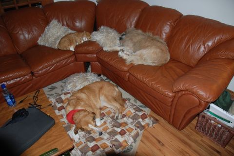 1996 Ford Bronco - Pets resting on a couch in a living room setting.