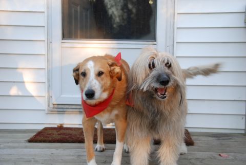 1996 Ford Bronco - Two dogs wearing red bandanas stand on a porch, one looking at the camera and the other with its mouth open.