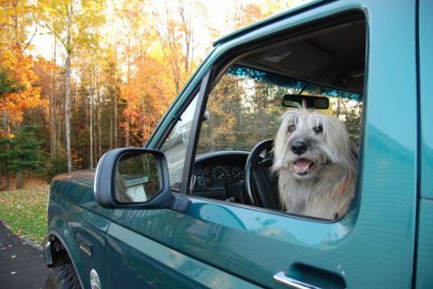 1996 Ford Bronco - A dog sits in the driver's seat of a teal truck with autumn trees in the background.