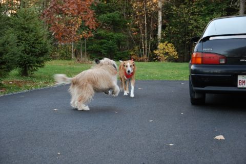 1996 Ford Bronco - Two dogs interact on a paved driveway next to a black Toyota sedan.