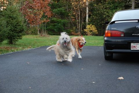 1996 Ford Bronco - Two dogs are running on a driveway near a black car with trees in the background.