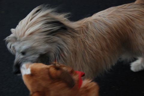 1996 Ford Bronco - A close-up action shot captures two dogs engaged in play or interaction.