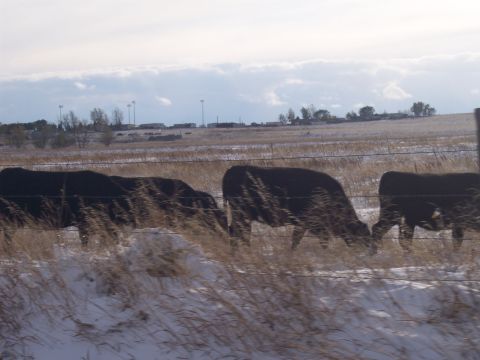 1972 Ford Ranchero - Several black cows graze in a field dusted with snow, with a line of buildings and utility poles visible in the distance under a cloudy sky.