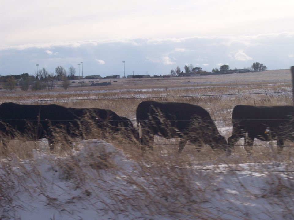 Cows grazing in a snowy field with distant buildings and utility poles