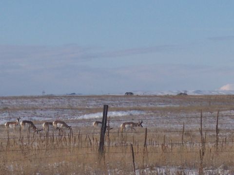 1972 Ford Ranchero - A herd of pronghorn antelope are seen in a winter landscape, with patches of snow on the ground and dry grass.