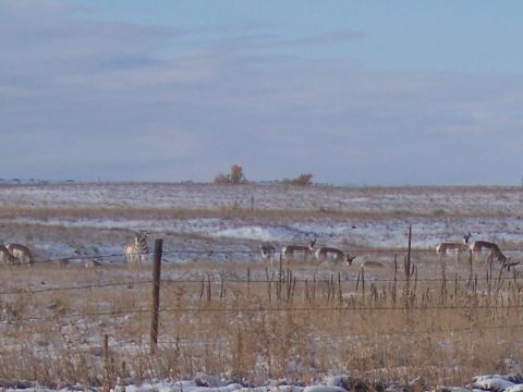1972 Ford Ranchero - A herd of pronghorn antelope are visible in a winter landscape with sparse snow cover.