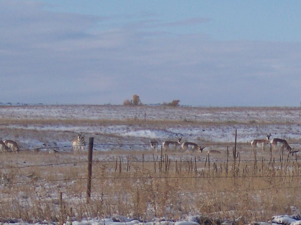Pronghorn antelope graze in a dry, grassy field with patches of snow under a pale blue sky