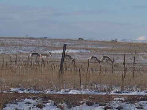 1972 Ford Ranchero - Several pronghorn antelope graze in a field dusted with snow, with a fence line in the foreground.