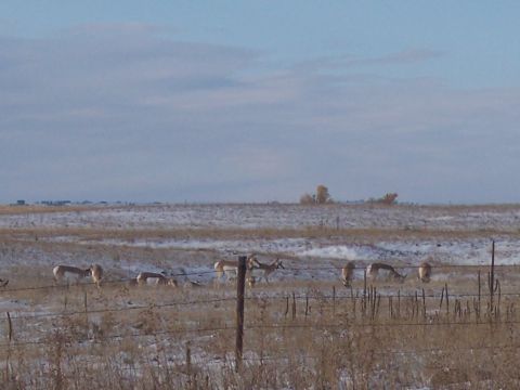 1972 Ford Ranchero - Several pronghorn antelope are visible in a dry, grassy field with patches of snow.