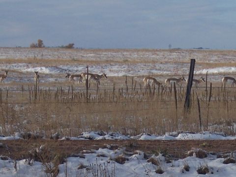 1972 Ford Ranchero - A herd of pronghorn antelope grazes in a field dusted with snow, behind a barbed wire fence.