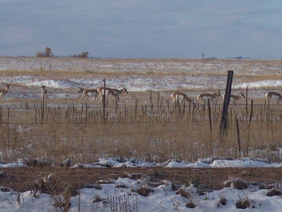 Pronghorn antelope in a snowy field with dry grass and a fence