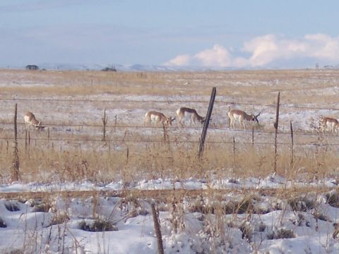 1972 Ford Ranchero - Pronghorn antelope are seen in a winter landscape with snow on the ground.