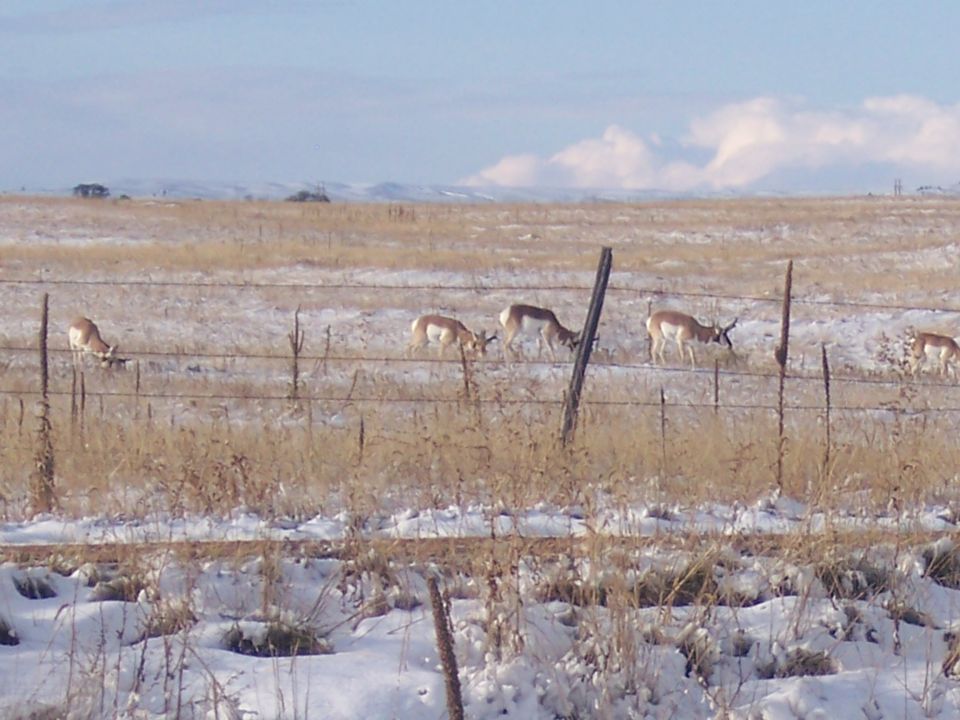 Several pronghorn antelope graze in a dry, grassy field with patches of snow under a cloudy sky