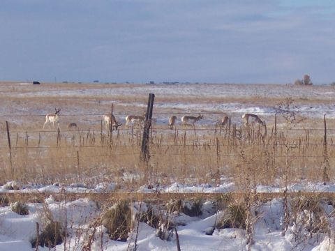 1972 Ford Ranchero - A herd of pronghorn antelope forage in a winter landscape, with snow dusting the dry grass and a fence line in the foreground.