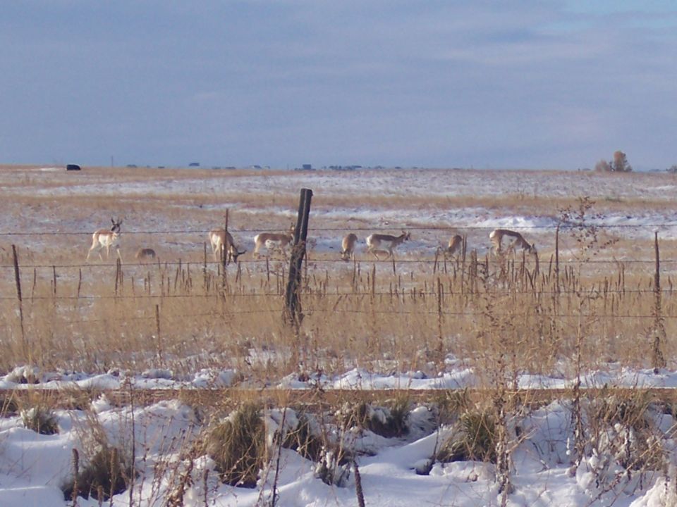 Pronghorn antelope grazing in a dry field with patches of snow under a cloudy sky. A fence runs across the foreground