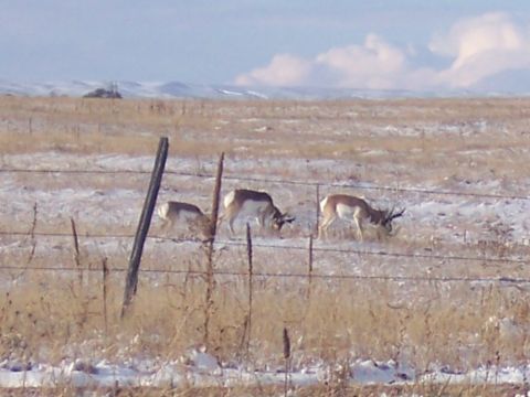 1972 Ford Ranchero - Three pronghorn antelope are seen grazing in a field with patches of snow and dry grass, behind a barbed wire fence.